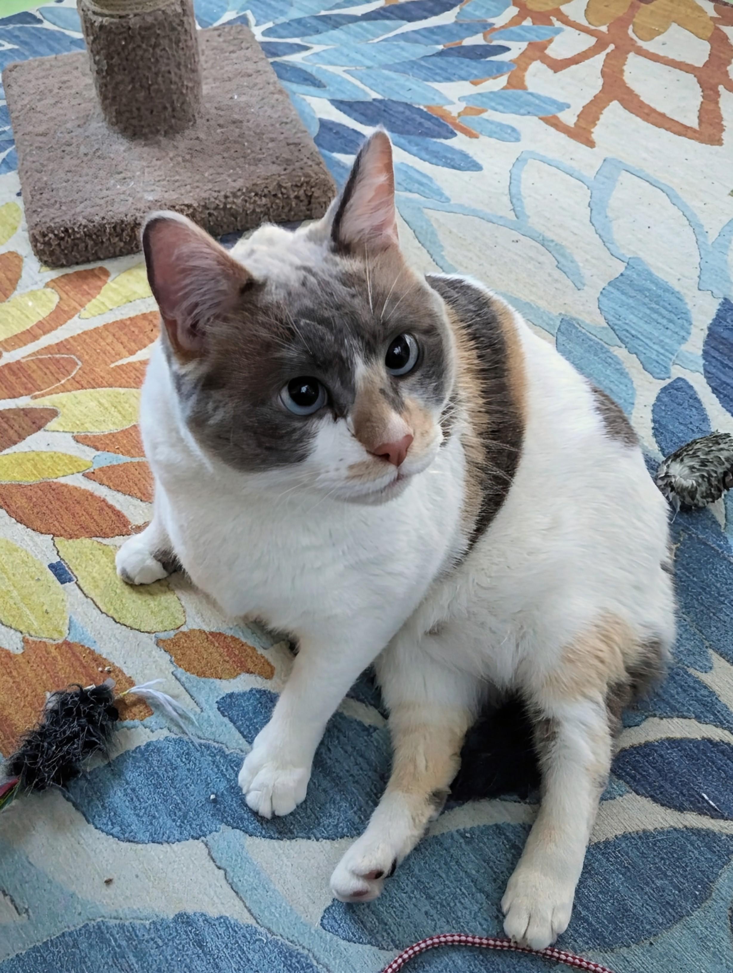 Enlarge Crystal, a ADOPTABLE mixed breed in West Richland, WA image 5/6