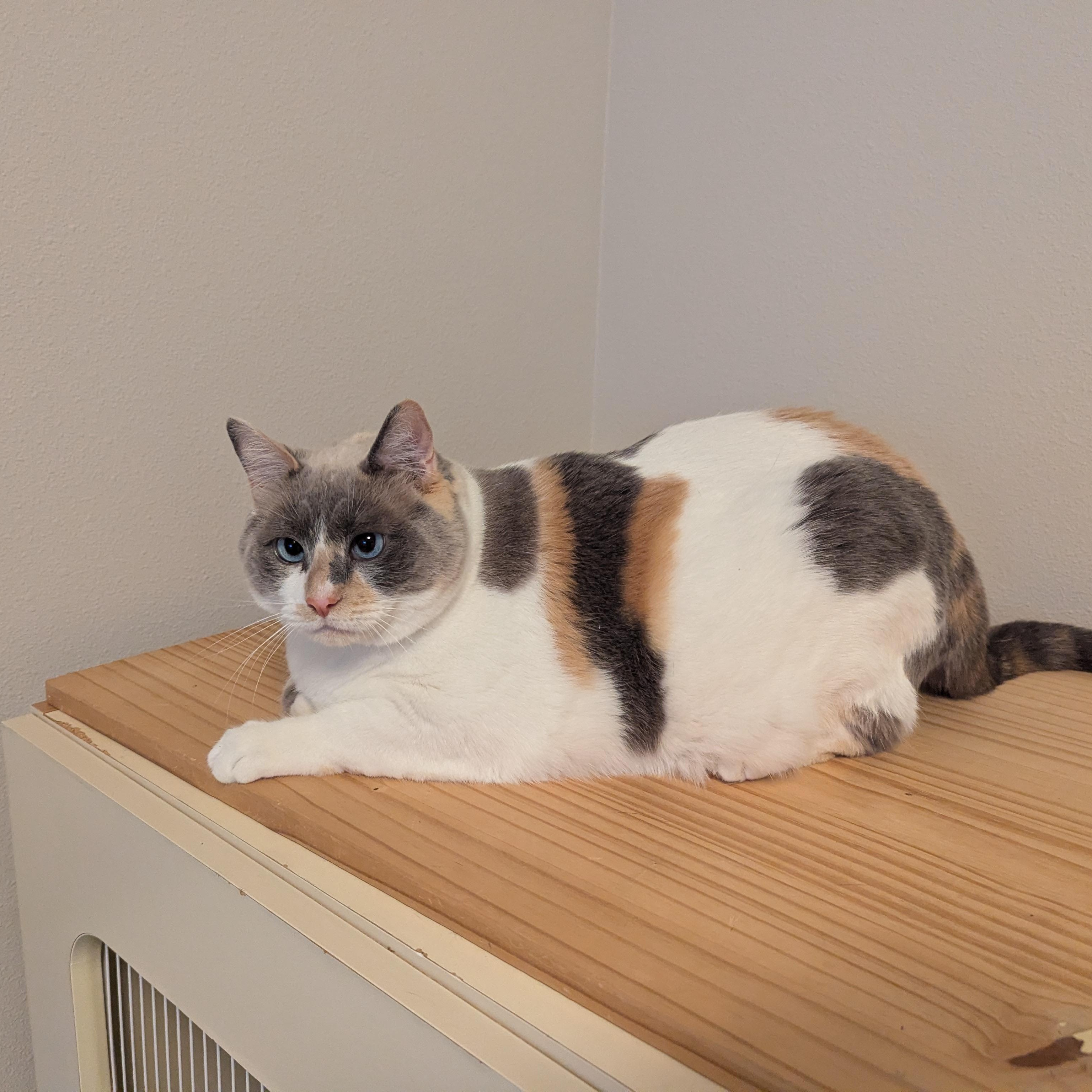 Enlarge Crystal, a ADOPTABLE mixed breed in West Richland, WA image 3/6