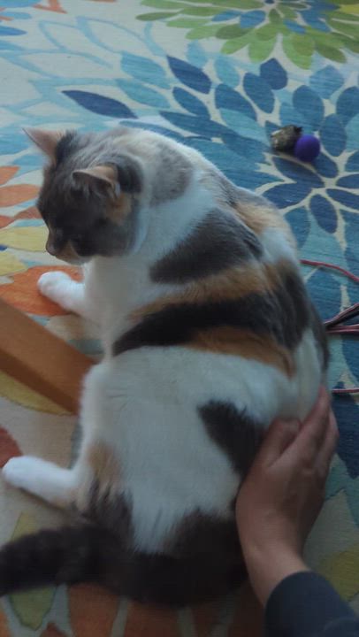 Enlarge Crystal, a ADOPTABLE mixed breed in West Richland, WA video 4/6