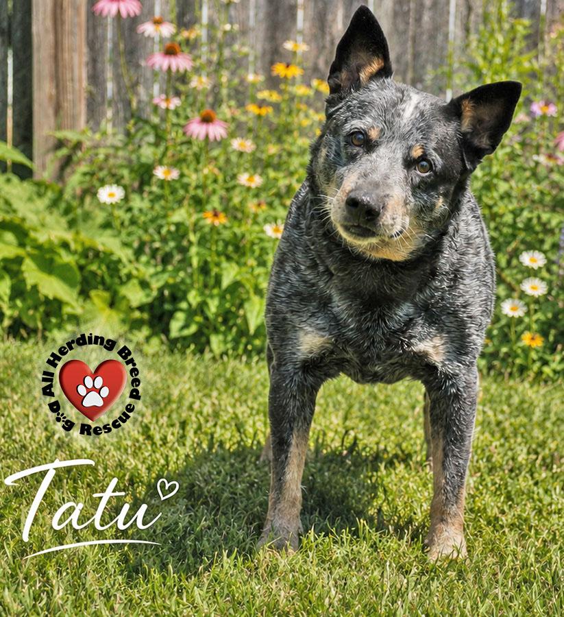 Tatu, ADOPTABLE, Adult Female Cattle Dog.