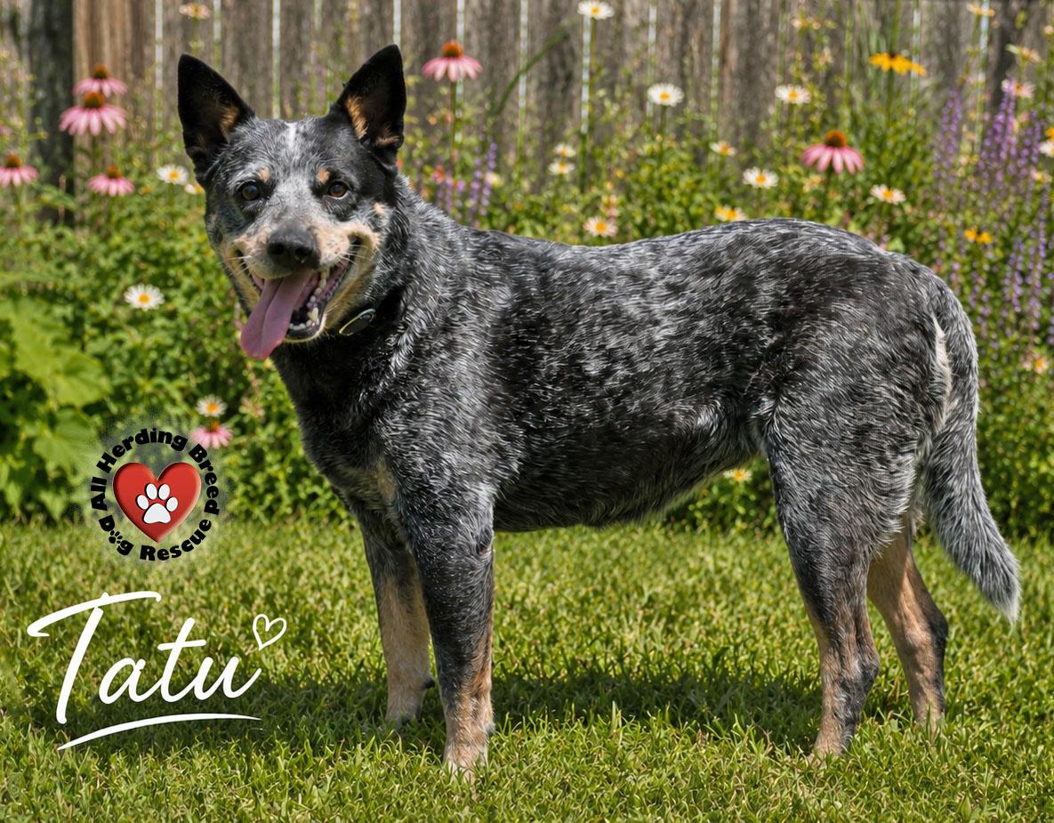 Enlarge Tatu, a ADOPTABLE Cattle Dog in Joliet, IL image 3/4