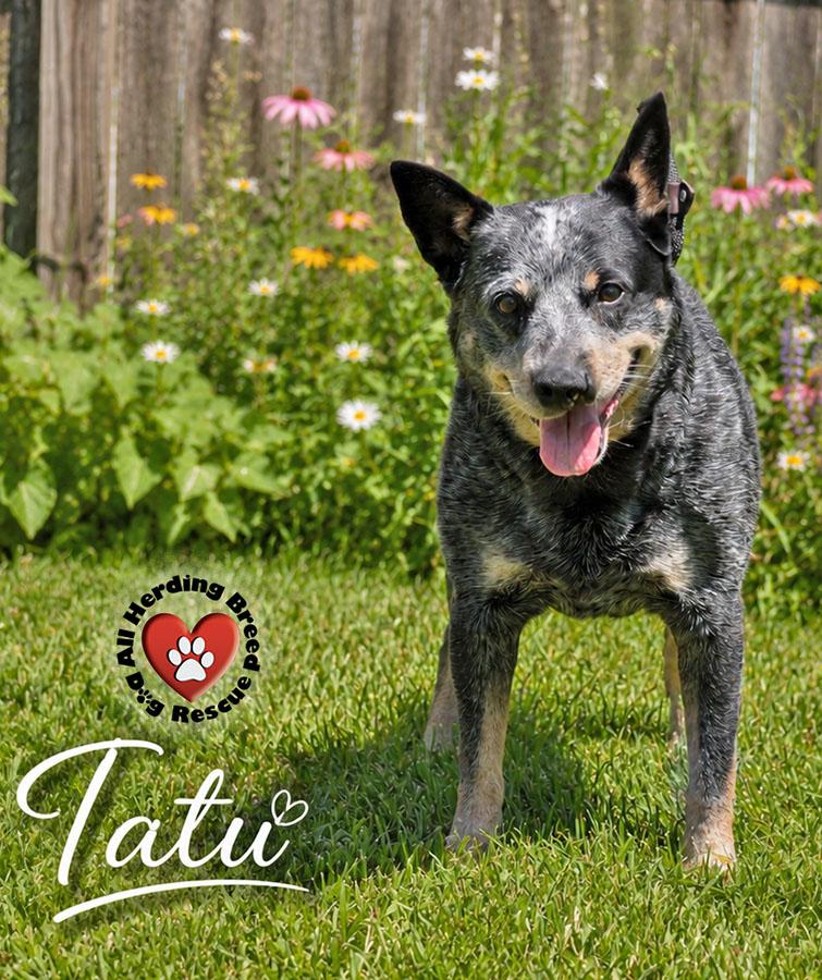 Enlarge Tatu, a ADOPTABLE Cattle Dog in Joliet, IL image 4/4