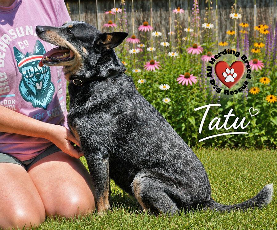 Enlarge Tatu, a ADOPTABLE Cattle Dog in Joliet, IL image 2/4