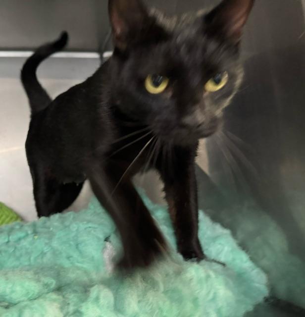 Enlarge COSMIC, a Adoptable Domestic Short Hair in Lynn Haven, FL image 1/3