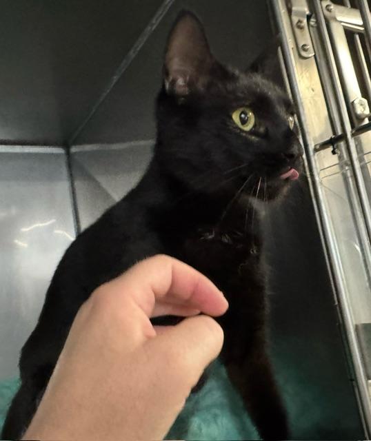 Enlarge COSMIC, a Adoptable Domestic Short Hair in Lynn Haven, FL image 2/3