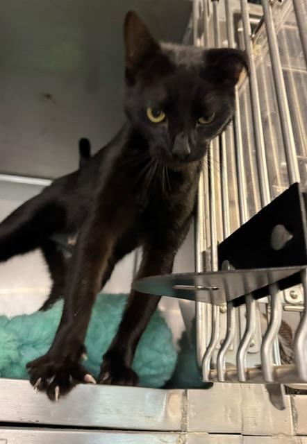 Enlarge COSMIC, a Adoptable Domestic Short Hair in Lynn Haven, FL image 3/3