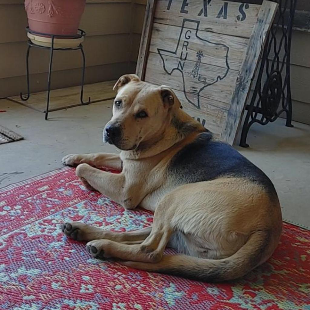 Enlarge Relay, a Adoptable mixed breed in Bethlehem, PA image 3/6