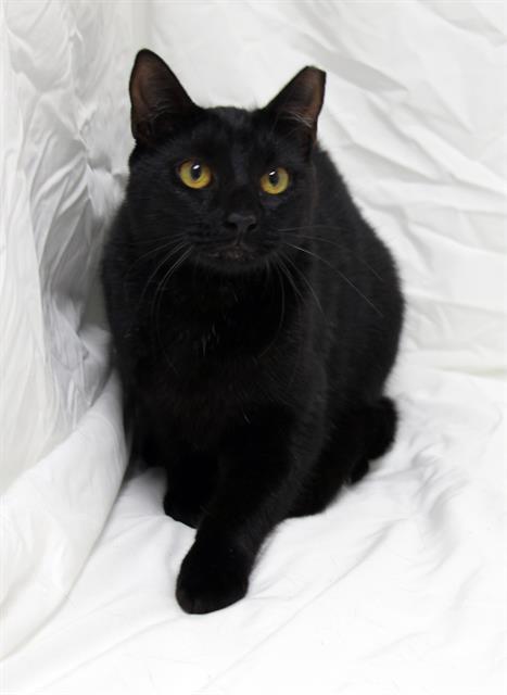 Enlarge SASHA, a Adoptable Domestic Short Hair in Winter Haven, FL image 1/1