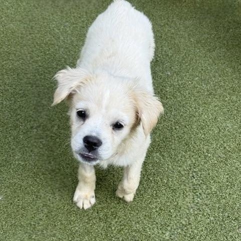 muffin, an adoptable Terrier, Chihuahua in cheyenne, WY, 82009 | Photo Image 3