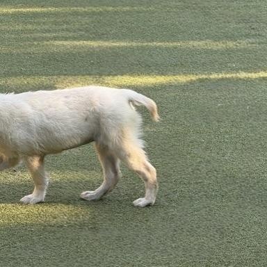 muffin, an adoptable Terrier, Chihuahua in cheyenne, WY, 82009 | Photo Image 6