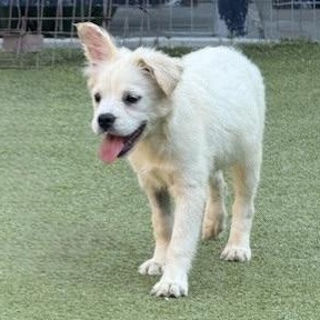 muffin, an adoptable Terrier, Chihuahua in cheyenne, WY, 82009 | Photo Image 5