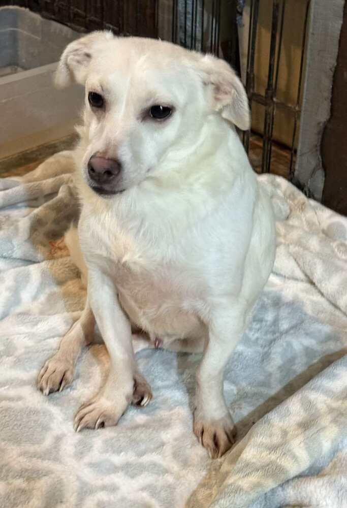 Tim, Adoptable, Adult Male Chihuahua.