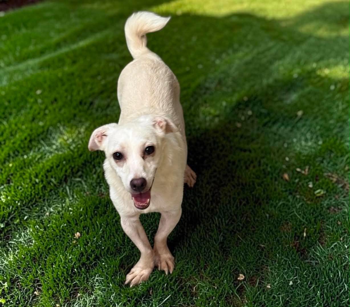 Enlarge Tim, a Adoptable Chihuahua in San Francisco, CA image 4/6
