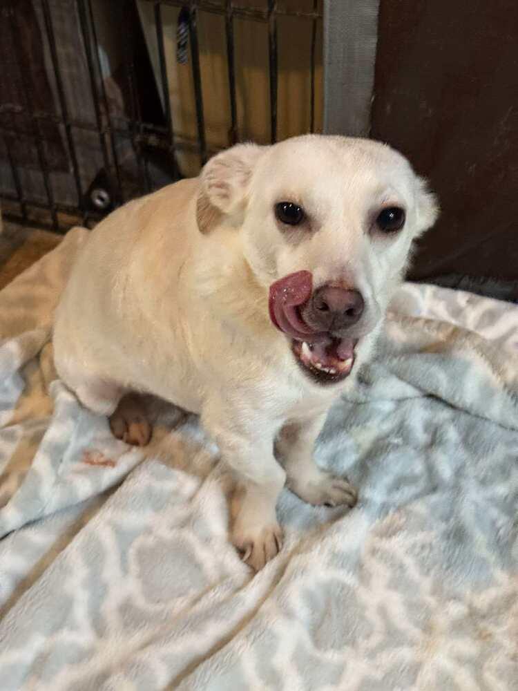 Tim, a Adoptable Chihuahua in San Francisco, CA image 3/3
