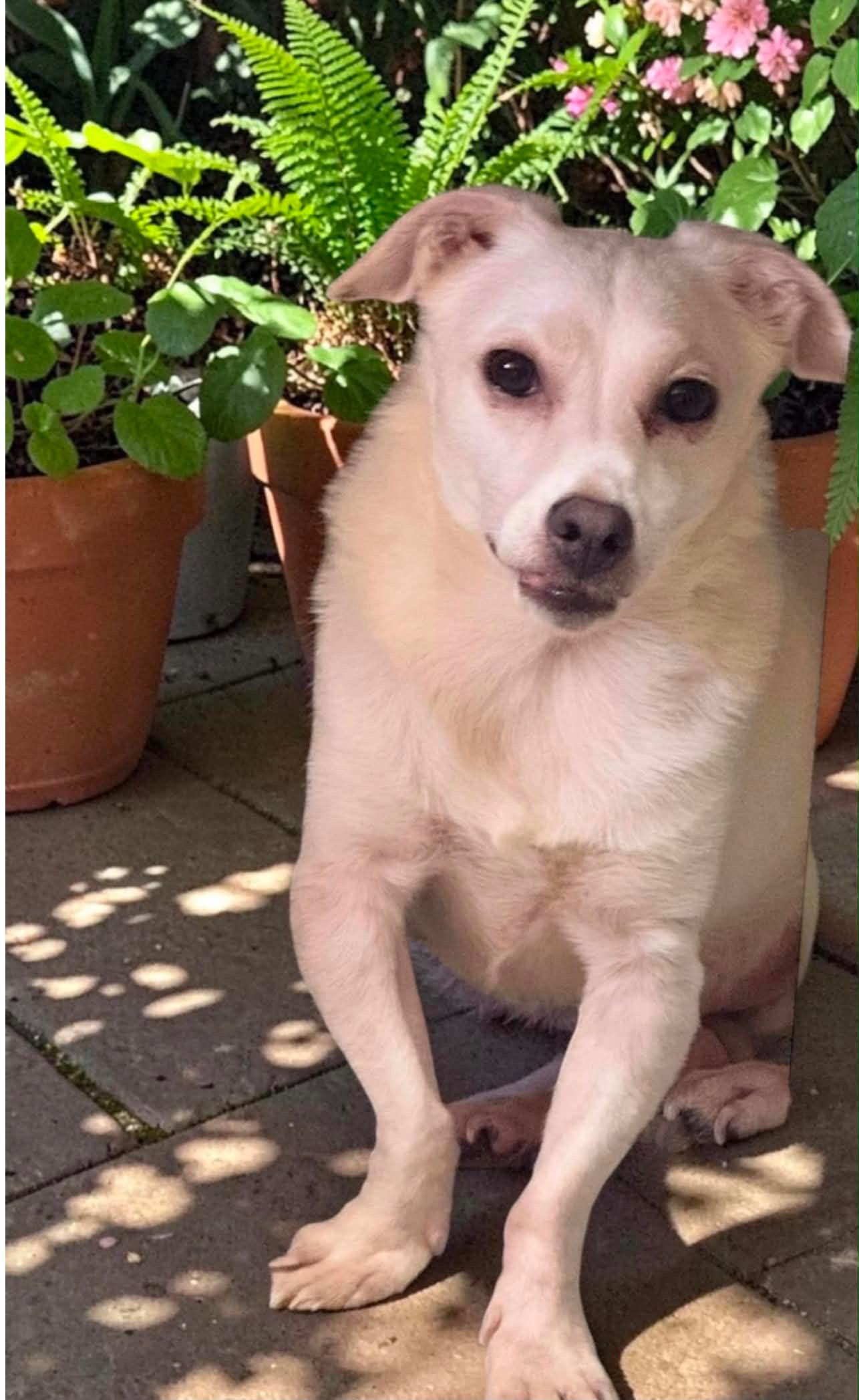 Enlarge Tim, a Adoptable Chihuahua in San Francisco, CA image 5/6