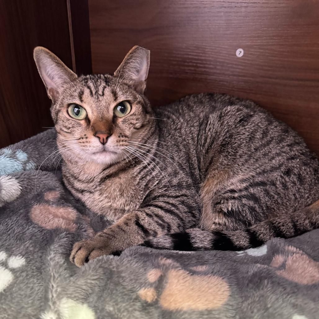 Milly, Adoptable, Adult Female Domestic Short Hair.