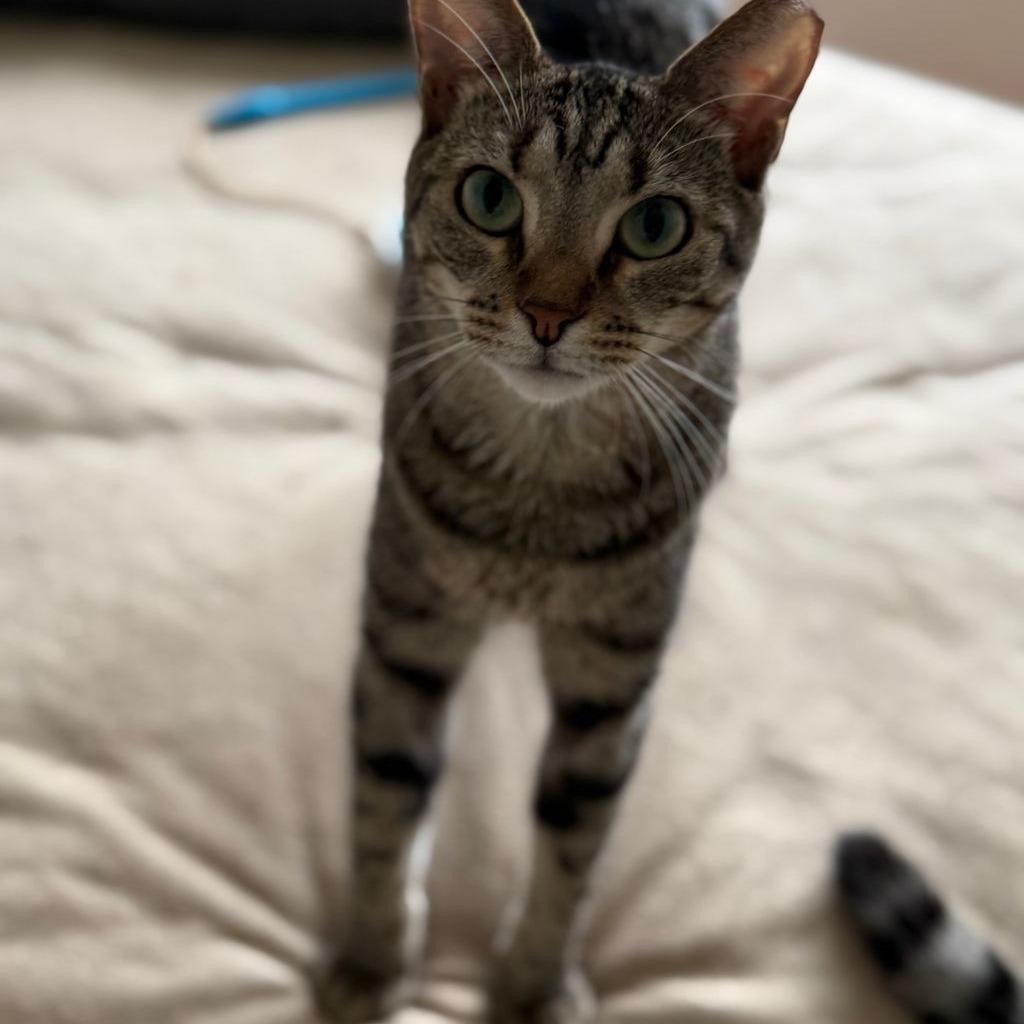 Enlarge Milly, a Adoptable Domestic Short Hair in Boston, MA image 2/2