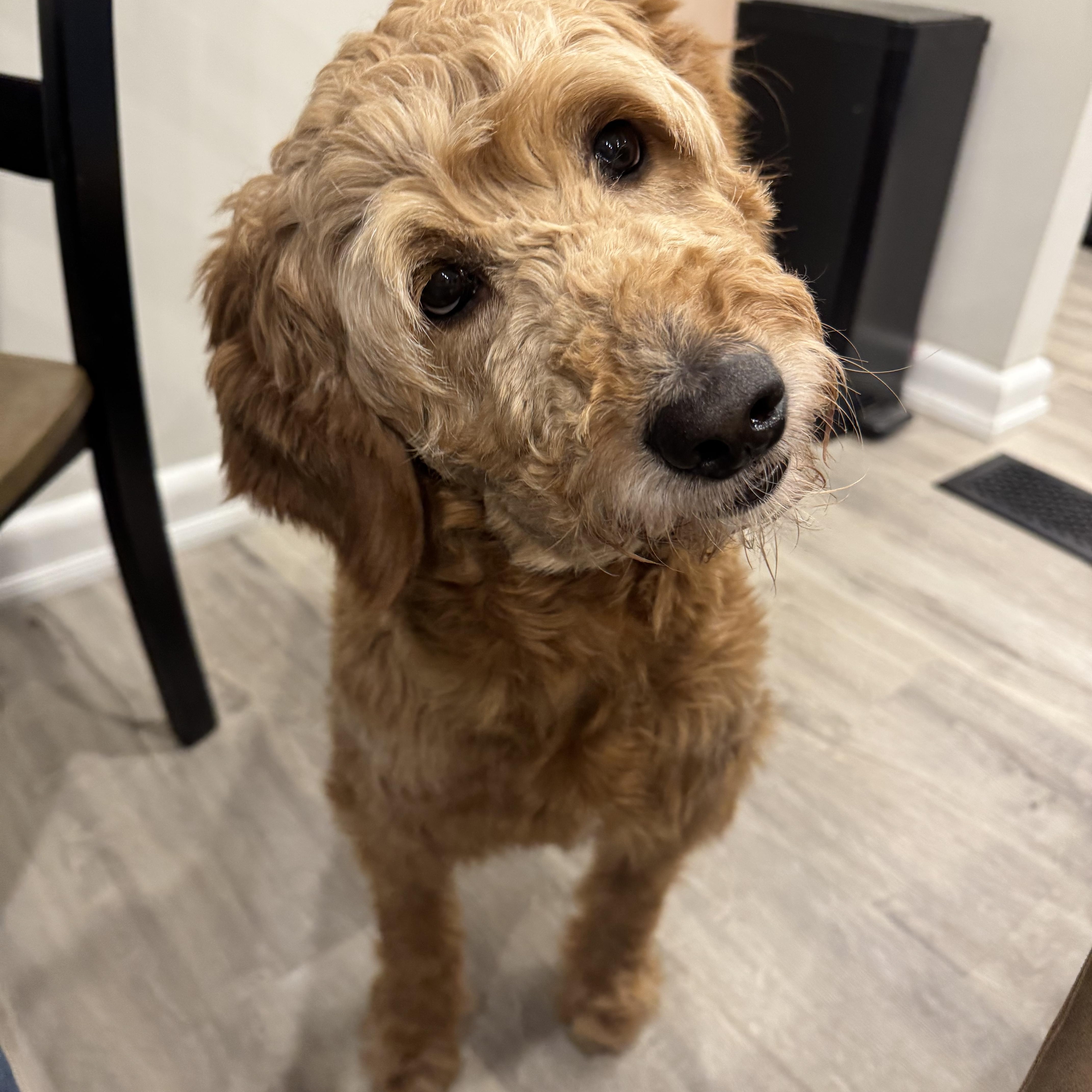 Dolly, an adopted mixed breed in Hamilton, ON image 2/4