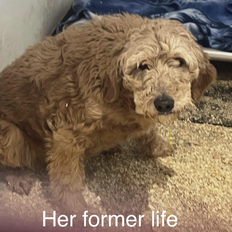 Dolly, an adopted mixed breed in Hamilton, ON image 4/4