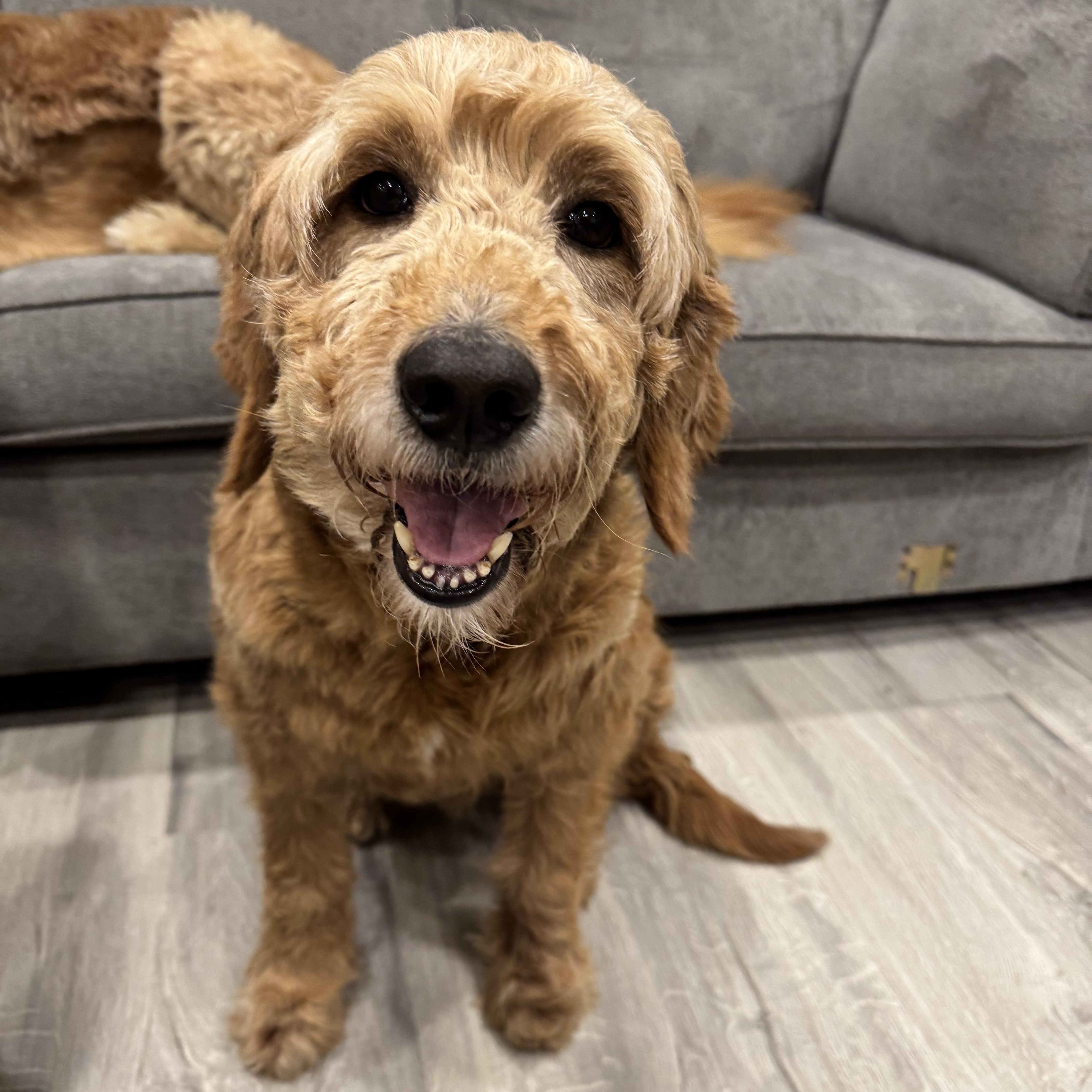 Dolly, an adopted mixed breed in Hamilton, ON image 1/4