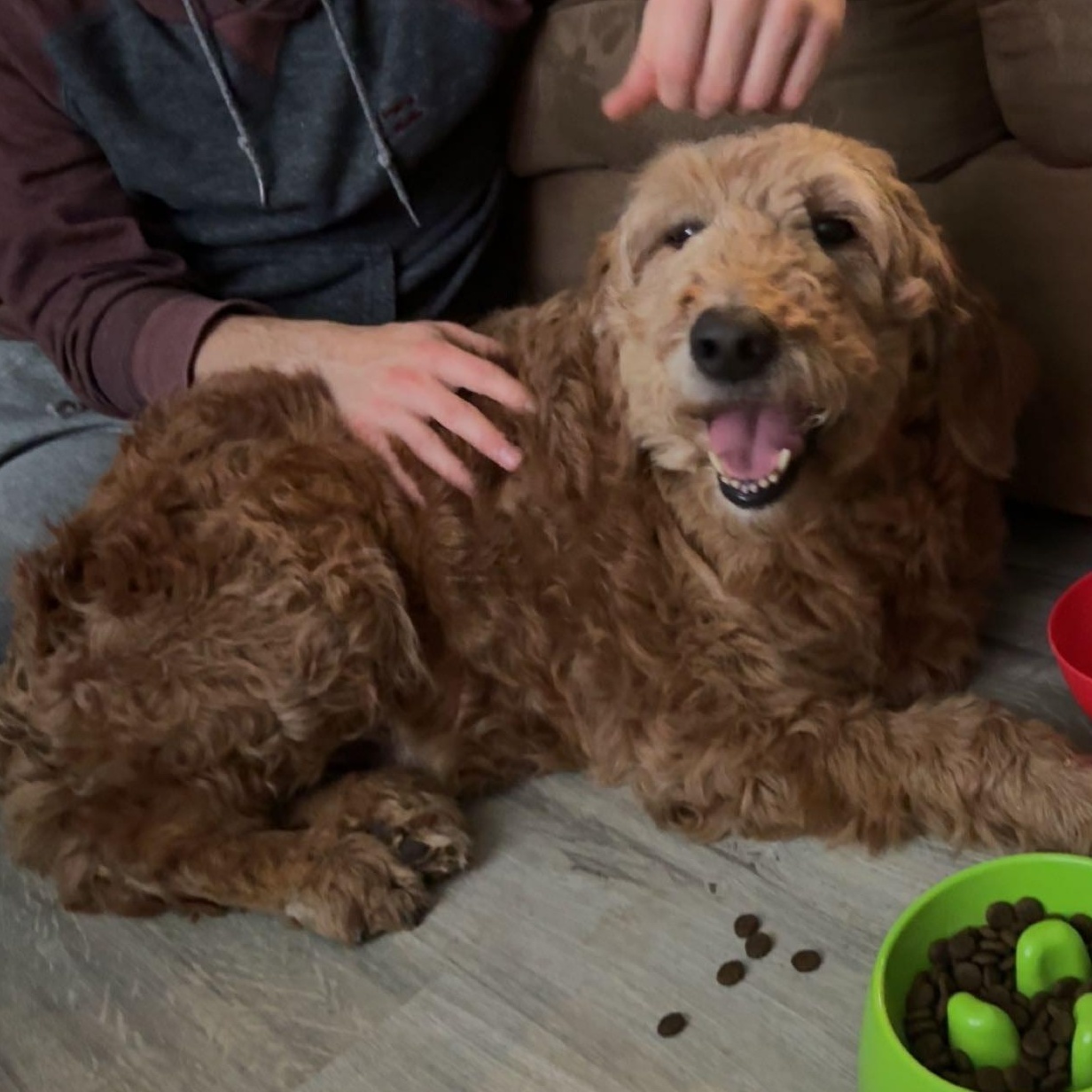 Dolly, an adopted mixed breed in Hamilton, ON image 3/4