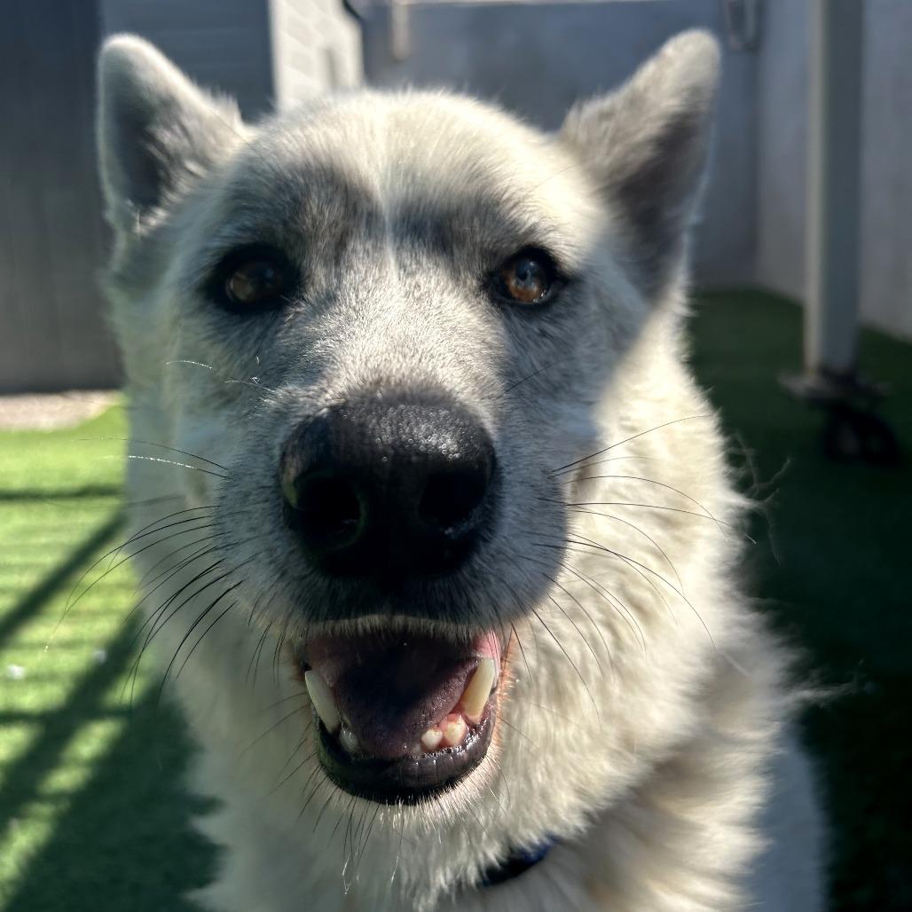 Enlarge Chalky, a Adoptable Husky in Tempe, AZ image 2/6