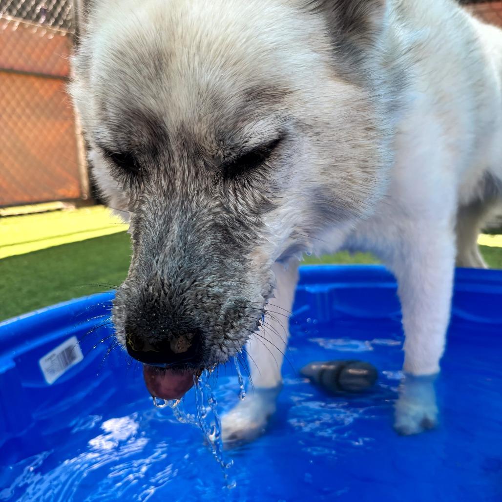 Enlarge Chalky, a Adoptable Husky in Tempe, AZ image 4/6