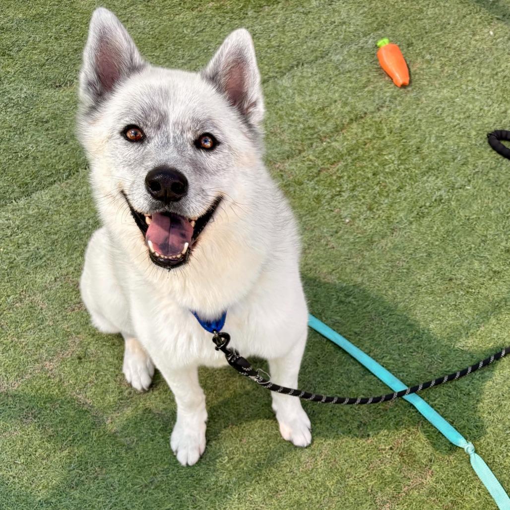 Enlarge Chalky, a Adoptable Husky in Tempe, AZ image 5/6