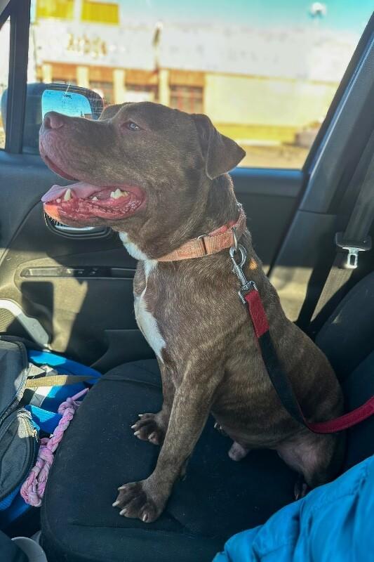 Enlarge Clee, a ADOPTABLE Mixed Breed in Miamitown, OH image 3/5