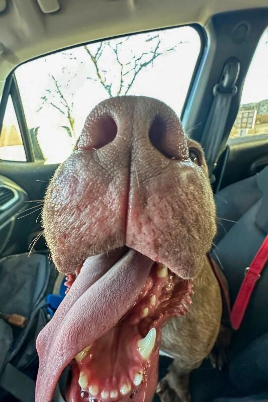 Enlarge Clee, a ADOPTABLE Mixed Breed in Miamitown, OH image 5/5