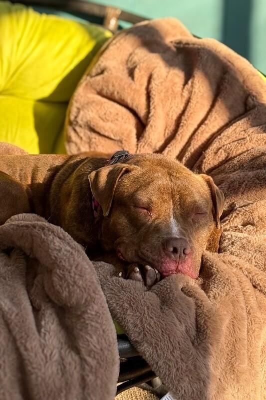 Enlarge Clee, a ADOPTABLE Mixed Breed in Miamitown, OH image 4/5