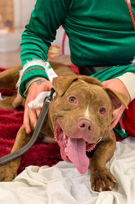 Enlarge Clee, a ADOPTABLE Mixed Breed in Miamitown, OH image 2/5