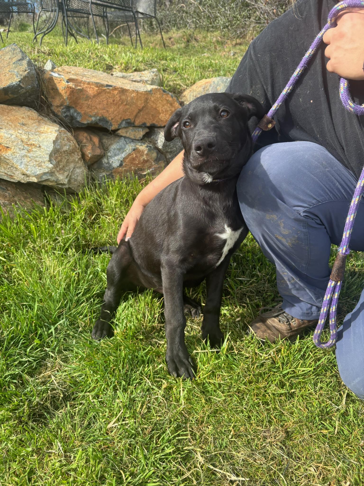 Cheers, ADOPTABLE, Young Male Labrador Retriever.
