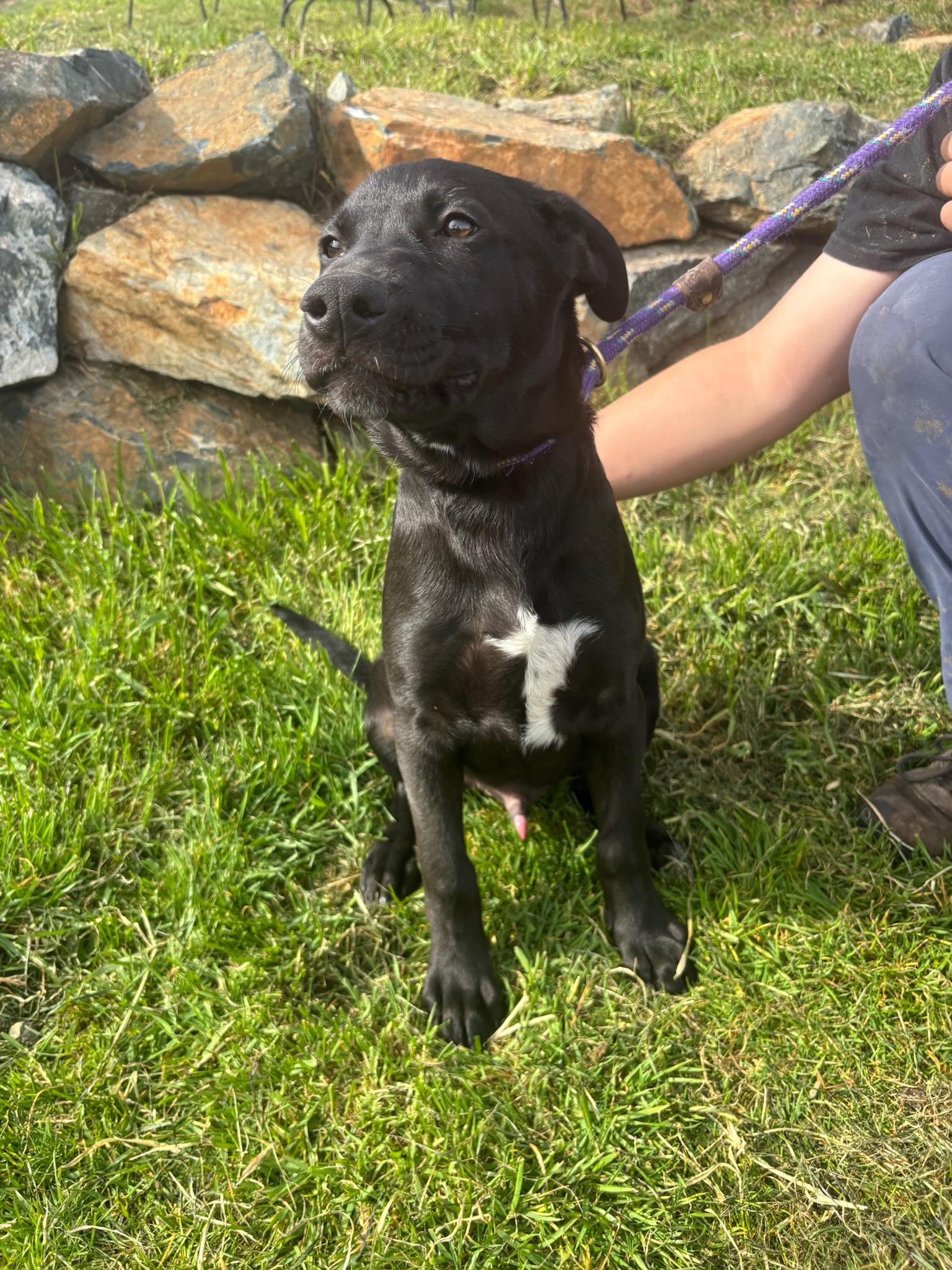Enlarge Cheers, a ADOPTABLE Labrador Retriever in Grass Valley, CA image 3/4