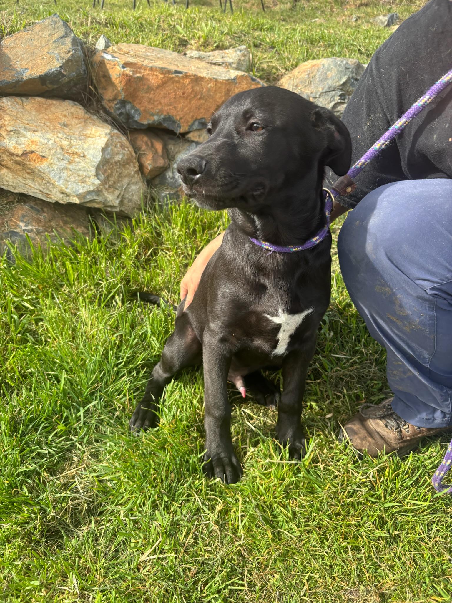 Enlarge Cheers, a ADOPTABLE Labrador Retriever in Grass Valley, CA image 4/4