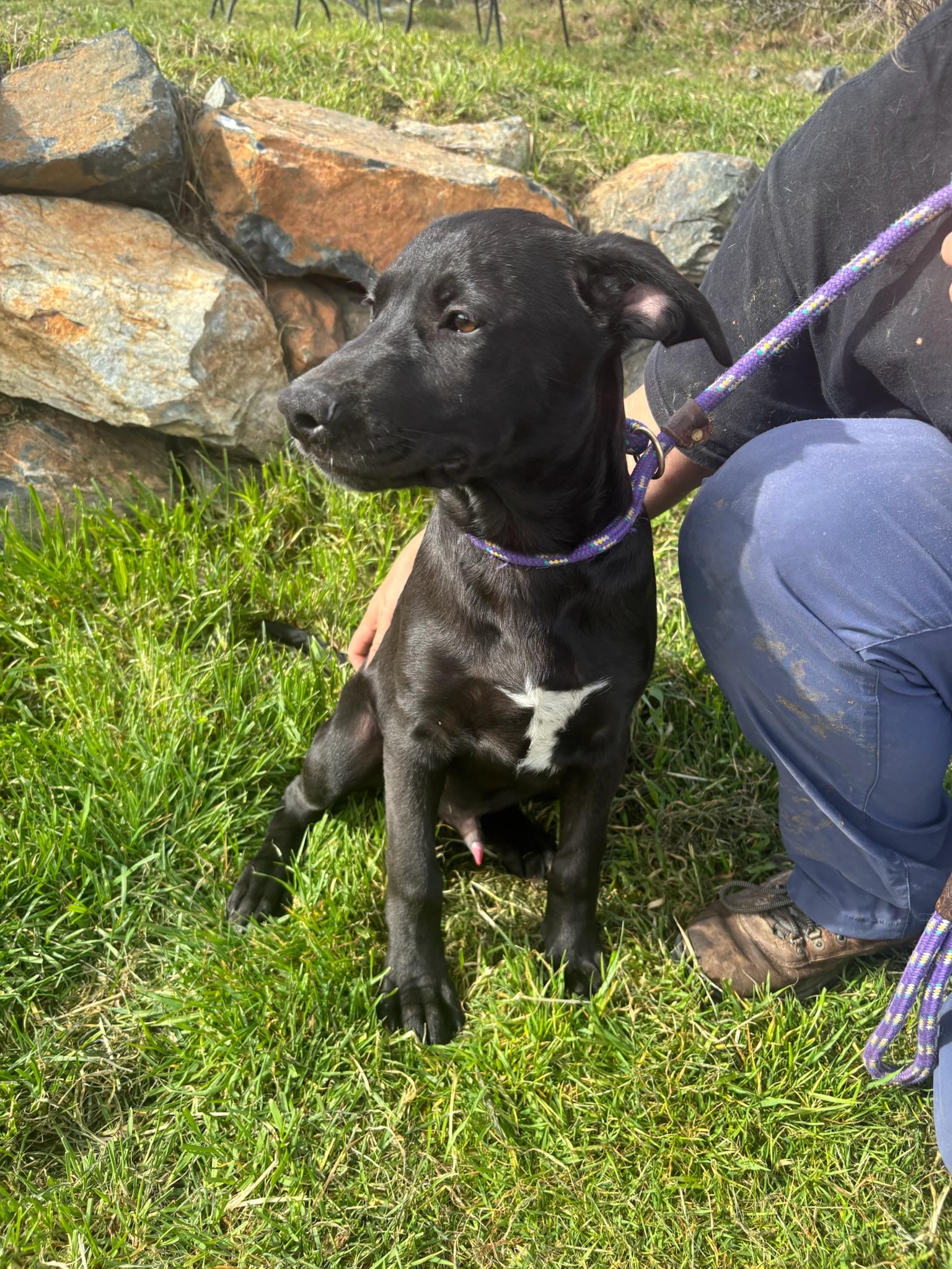 Enlarge Cheers, a ADOPTABLE Labrador Retriever in Grass Valley, CA image 2/4