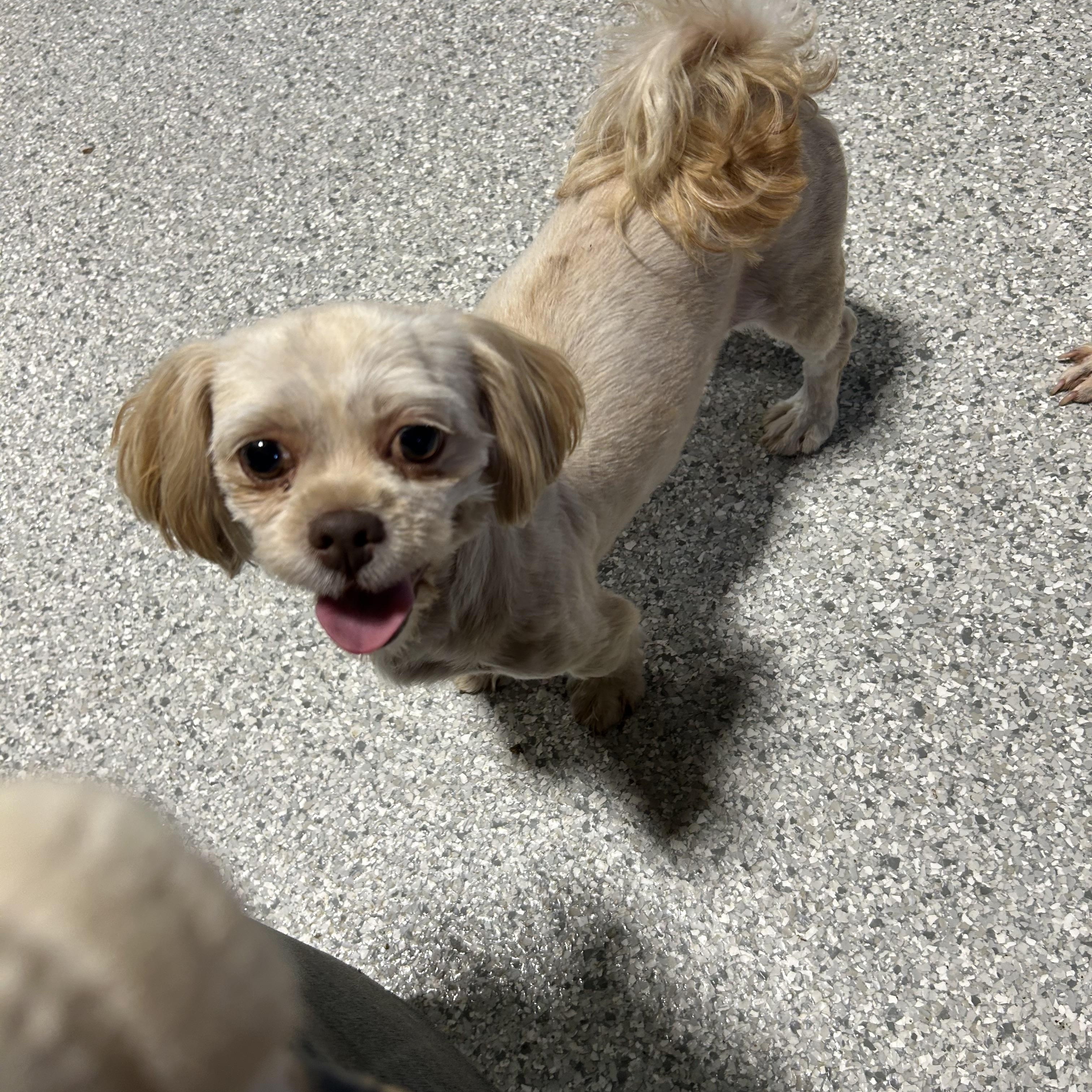 Enlarge Rosalie, a Adoptable Shih Tzu in Antwerp, OH image 1/3