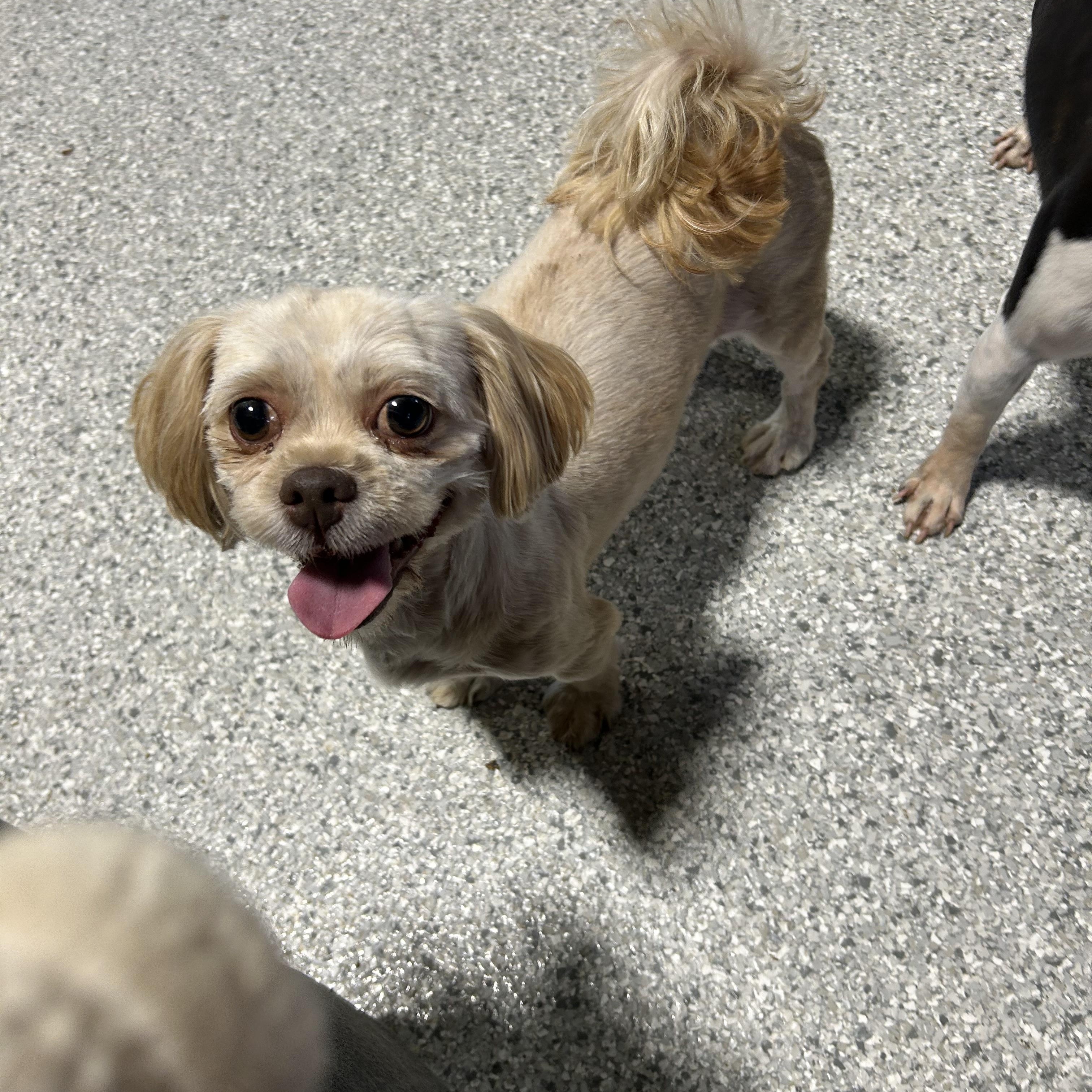 Enlarge Rosalie, a Adoptable Shih Tzu in Antwerp, OH image 2/3