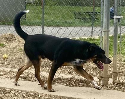 Enlarge Bean, a ADOPTABLE Shepherd in Glasgow, KY image 2/2