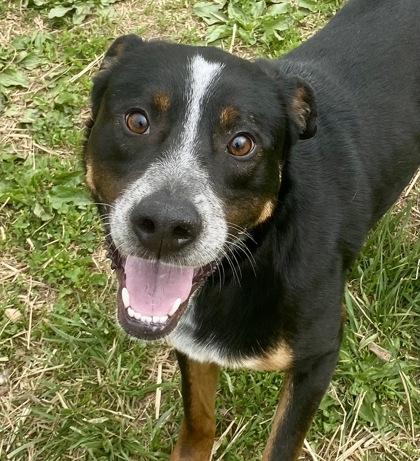 Enlarge Bean, a ADOPTABLE Shepherd in Glasgow, KY image 1/2