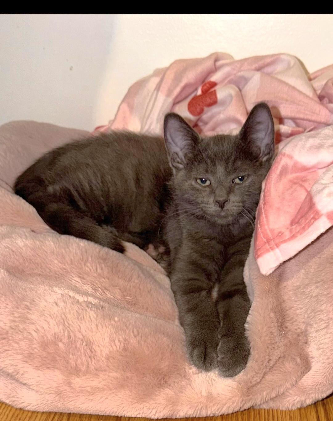 Enlarge Haaland (siblings are Kane, Ronaldo, Kova & Beckham), a Adoptable Domestic Short Hair in Brighton, MI image 5/6