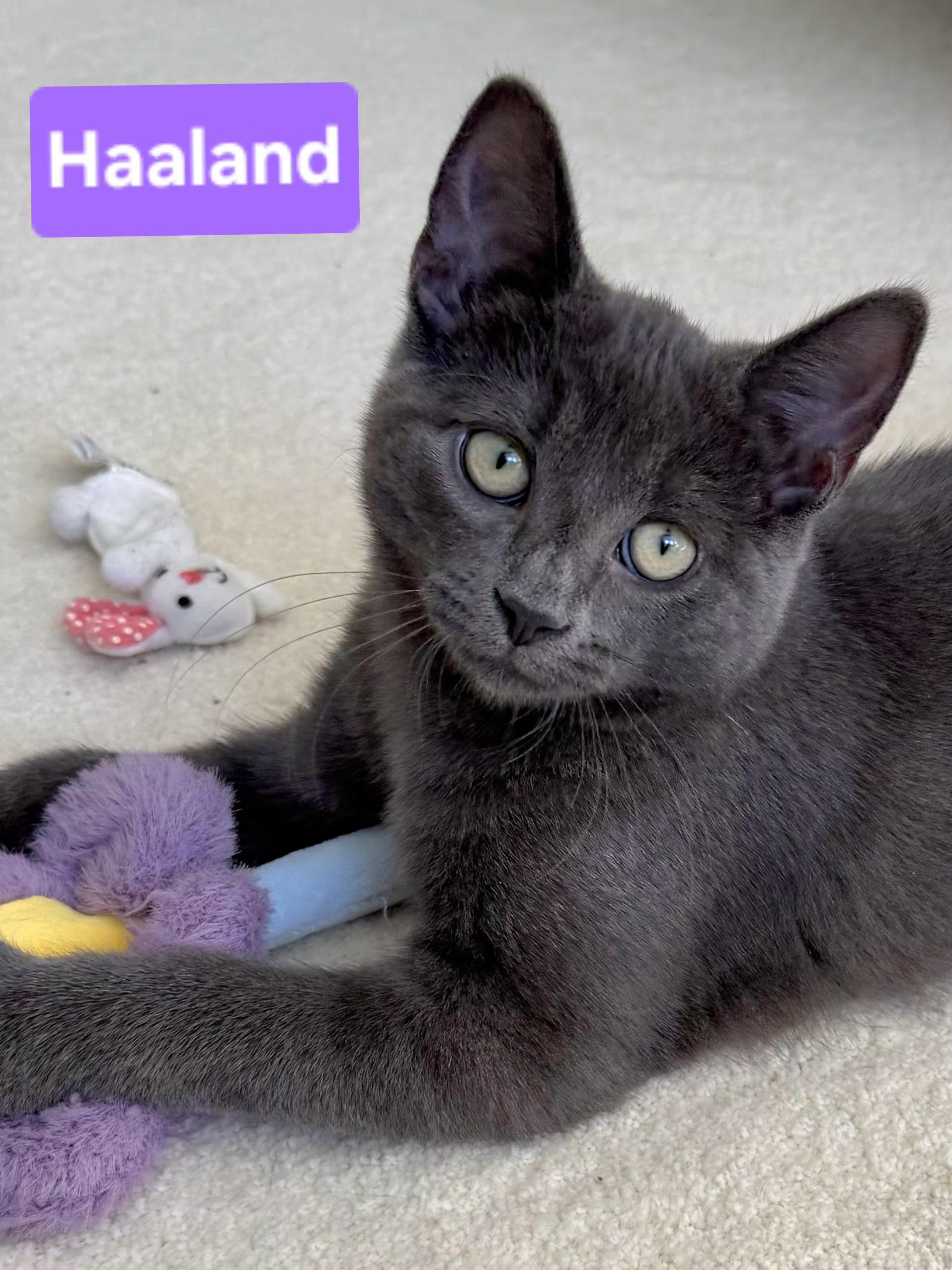 Enlarge Haaland (siblings are Kane, Ronaldo, Kova & Beckham), a Adoptable Domestic Short Hair in Brighton, MI image 1/6