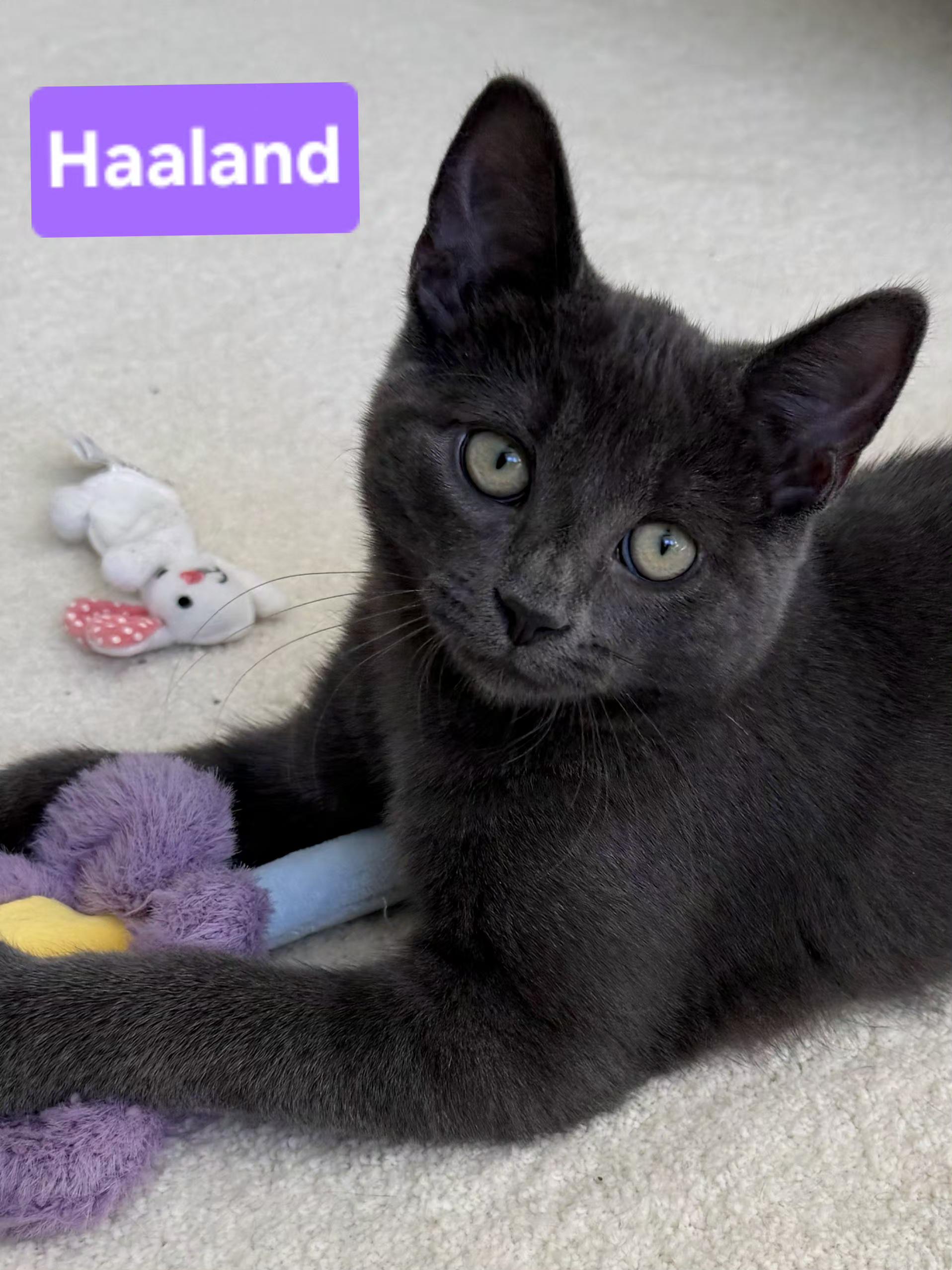 Enlarge Haaland (siblings are Kane, Ronaldo, Kova & Beckham), a Adoptable Domestic Short Hair in Brighton, MI image 6/6