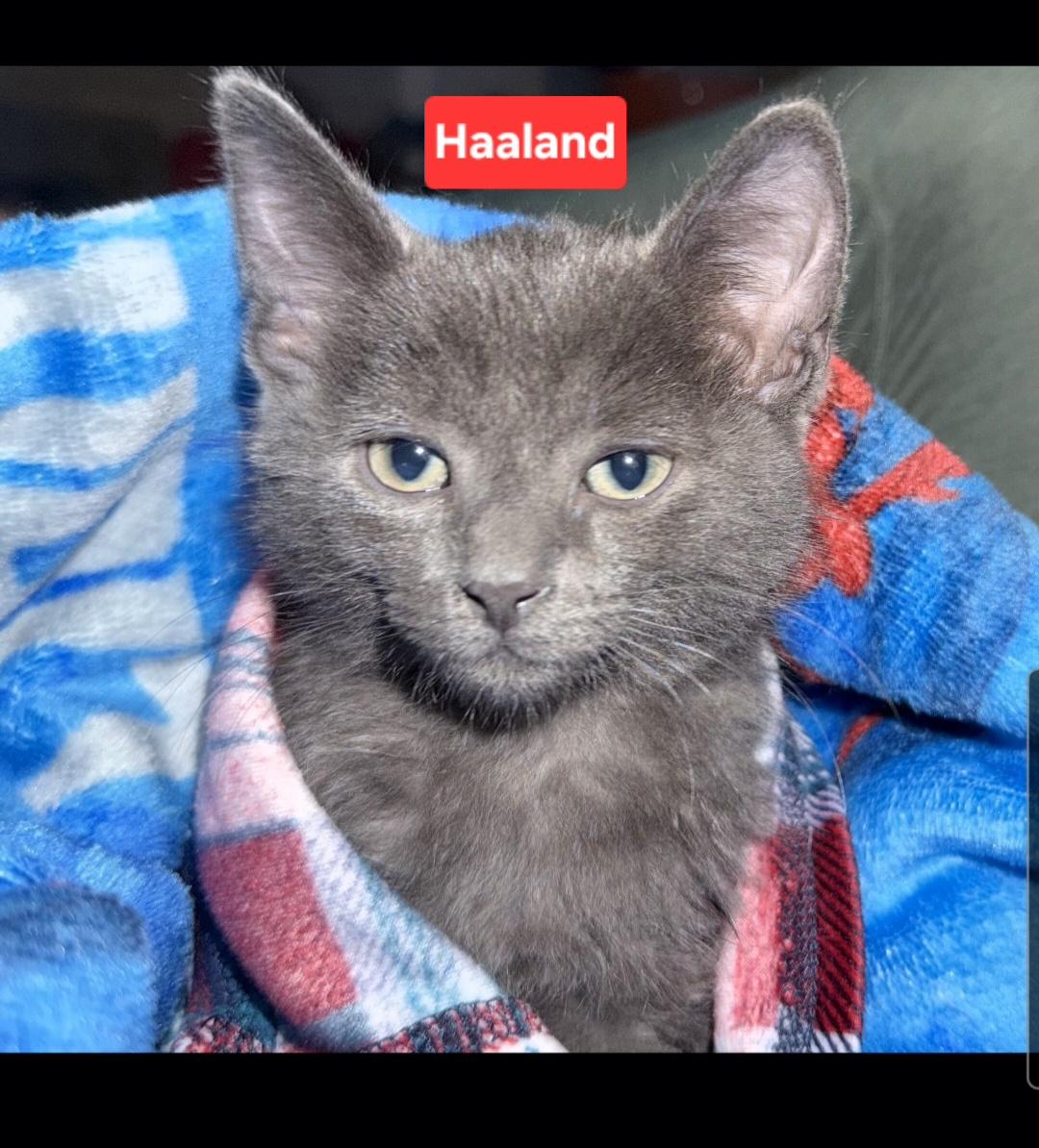 Haaland (siblings are Kane, Ronaldo, & Beckham), Adoptable, Kitten Male Domestic Short Hair.