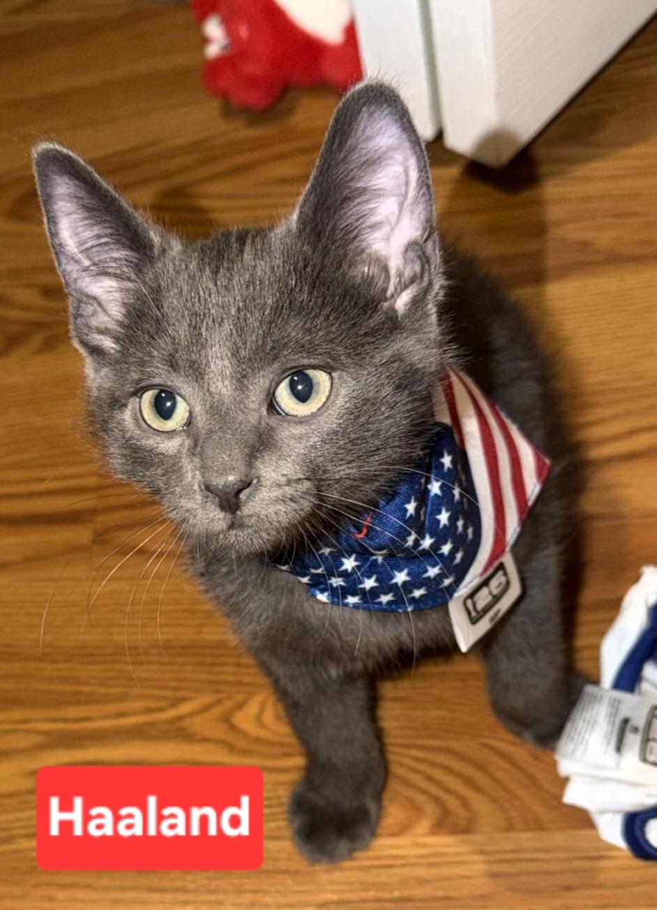 Enlarge Haaland (siblings are Kane, Ronaldo, Kova & Beckham), a Adoptable Domestic Short Hair in Brighton, MI image 4/6