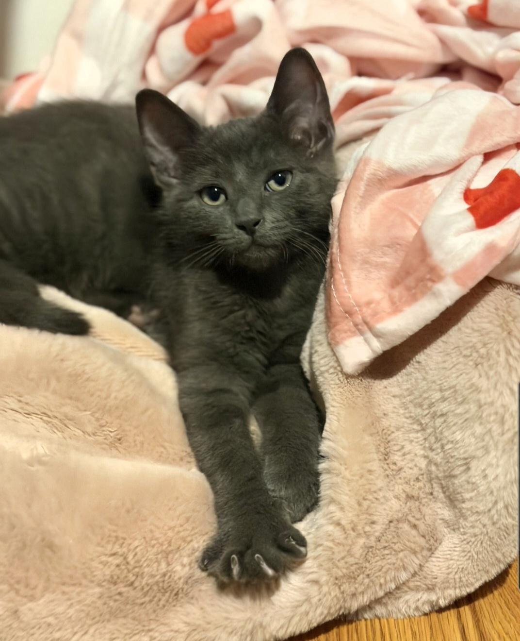Enlarge Haaland (siblings are Kane, Ronaldo, Kova & Beckham), a Adoptable Domestic Short Hair in Brighton, MI image 3/6