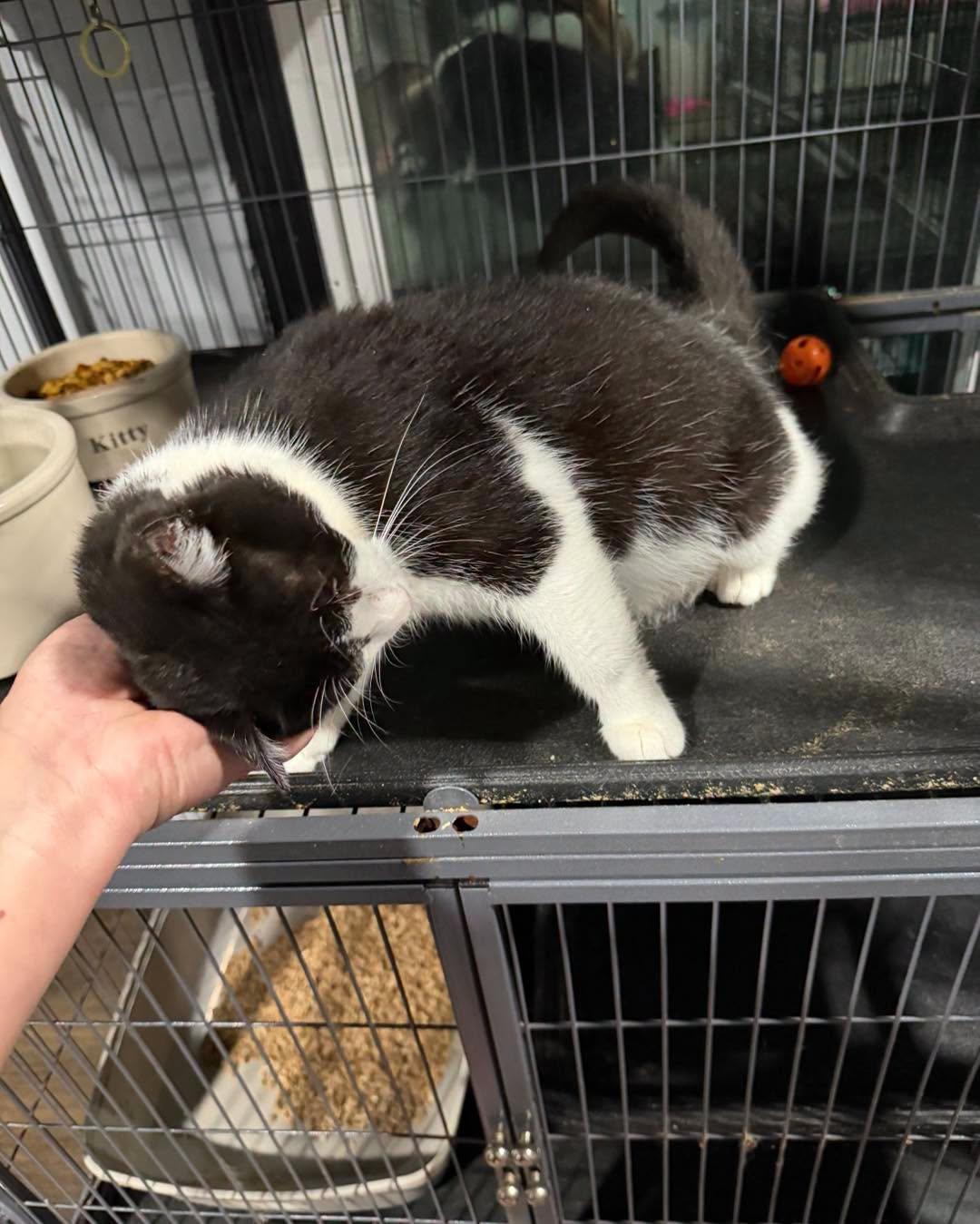 Enlarge Wynona, a Adoptable Domestic Short Hair in Richmond Dale, OH image 2/2