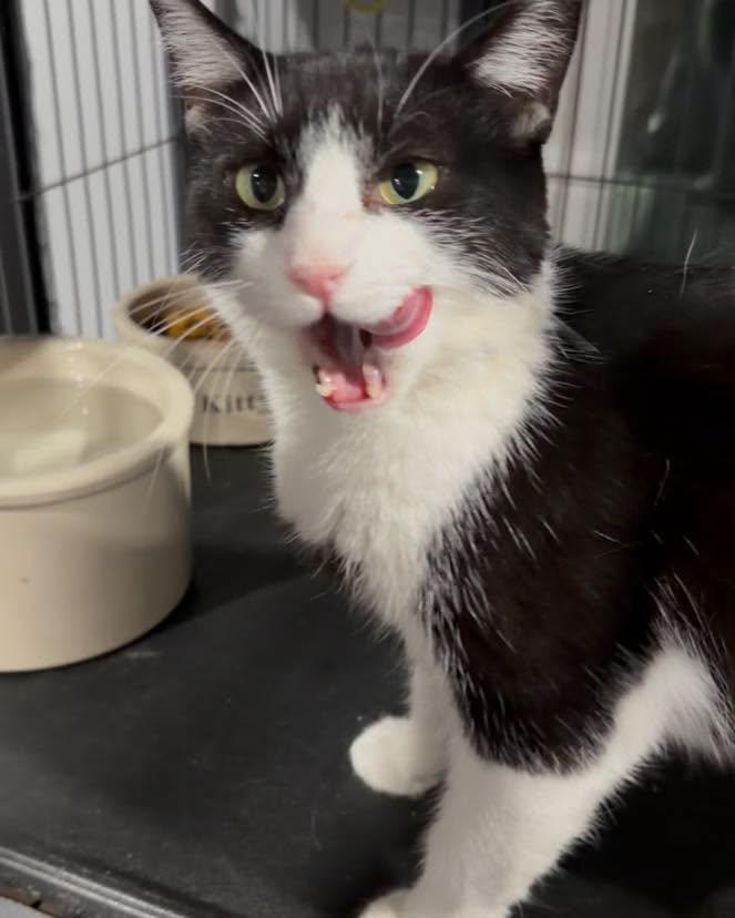 Enlarge Wynona, a Adoptable Domestic Short Hair in Richmond Dale, OH image 1/2
