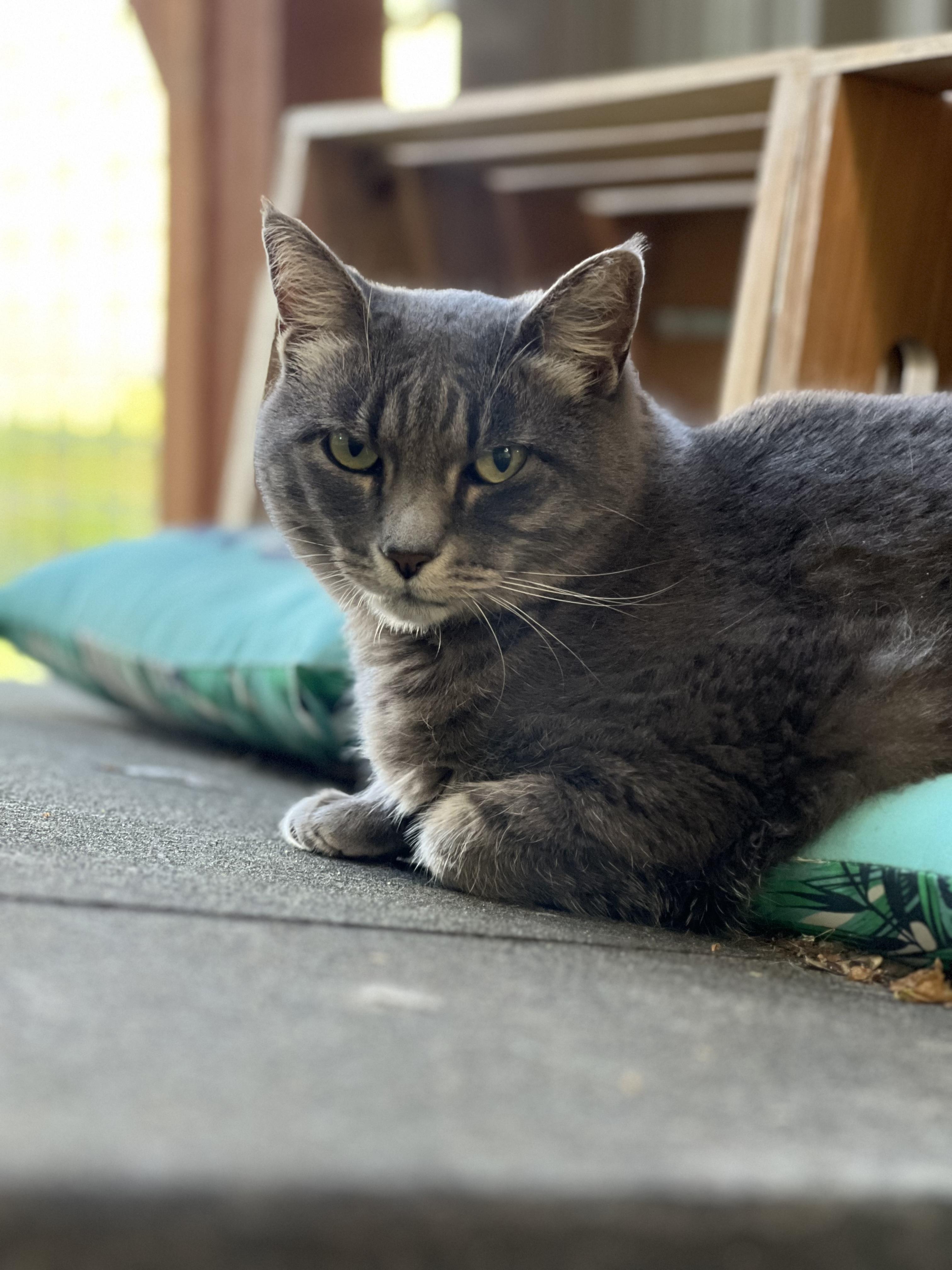 Enlarge Smokey, a Adoptable Domestic Short Hair in Okanogan, WA image 3/3