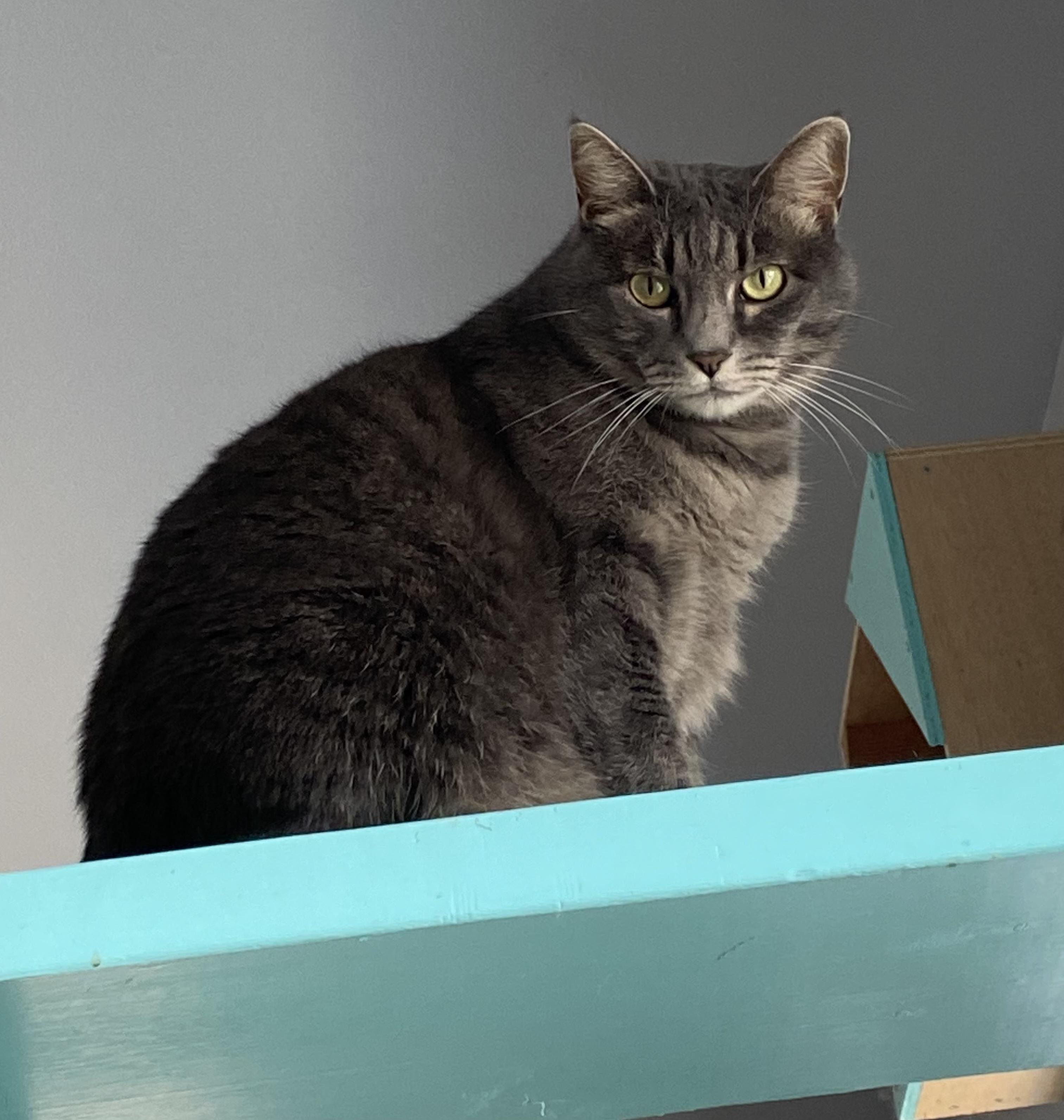 Enlarge Smokey, a Adoptable Domestic Short Hair in Okanogan, WA image 1/3